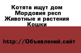 Котята ищут дом - Мордовия респ. Животные и растения » Кошки   
